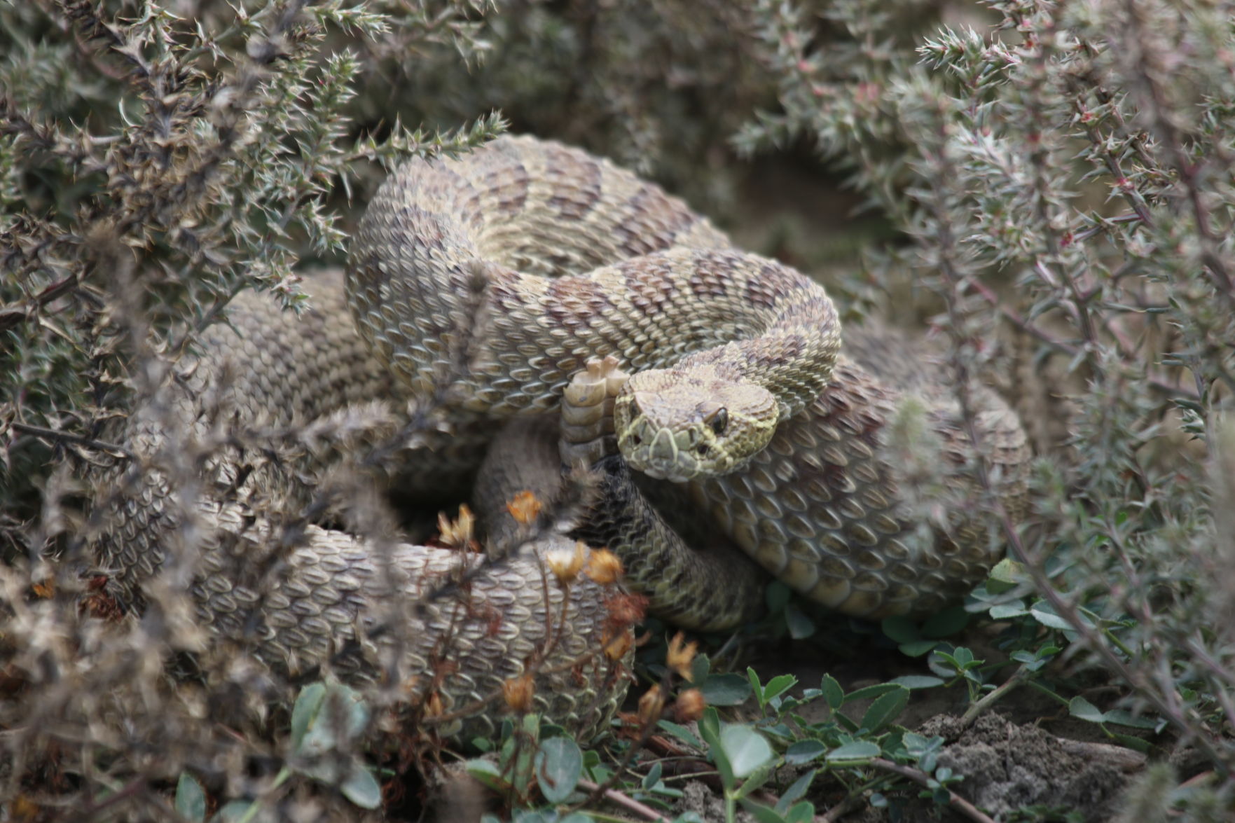 Rattler
